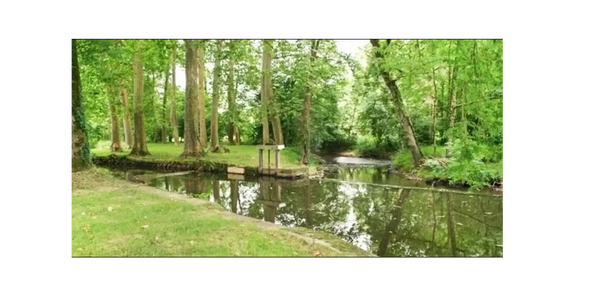 Peaceful river flowing through a lush green forest with tall trees.