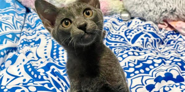 Curious gray kitten sitting on a blue and white patterned blanket.