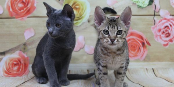 Two kittens sitting on a wooden floor with a floral backdrop.