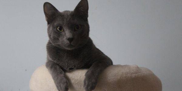 Gray cat resting on a beige cushion, looking at the camera.
