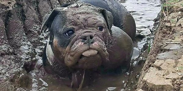 Bulldog playing in the mud.