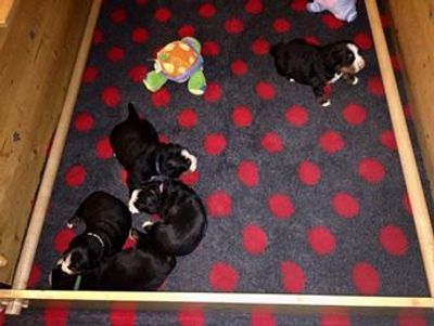 Berner Babies on Vetbed Original.