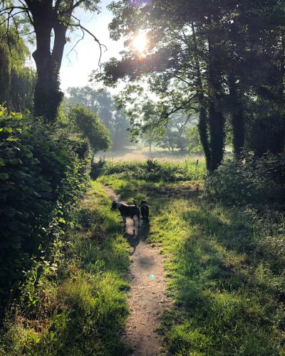 Two dogs walking on a sunlit forest path surrounded by lush greenery.