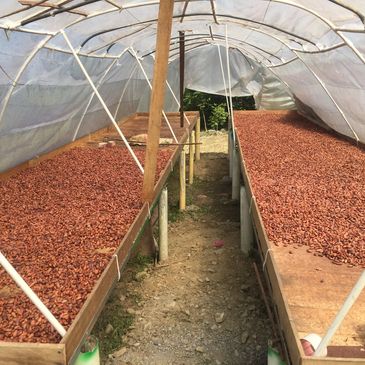 Granos de cacao pos fermentación y en proceso de secado para asimilar azucares que definen sabor 