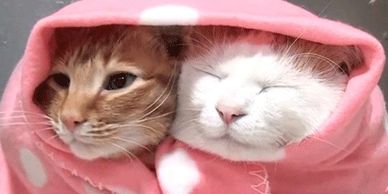 Foster and adoption opportunities available.