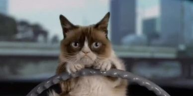 Transporting cats to and from spay clinics will help make a huge difference.