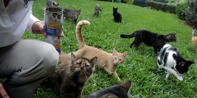Feeding healthy, fixed colony cats can help solve this problem for everyone!