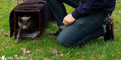 Trap, Neuter, Return, Manage (TNRM) is the ONLY effective solution in 100s of major cities worldwide