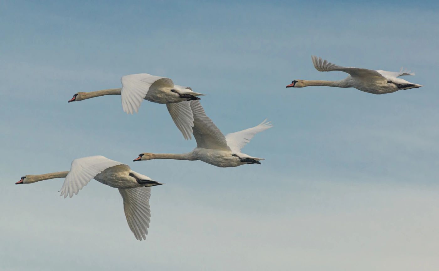 Muted Swans flying in formation
