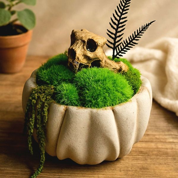 A charming moss decoration  and delicate fern-like accents arranged in a decorative pot.