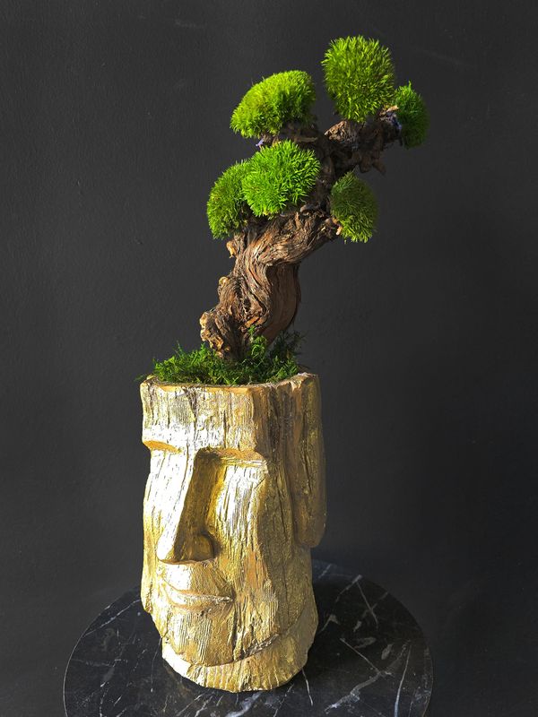 Moss Bonsai decor with natural moss and forest wood, moss cyprus