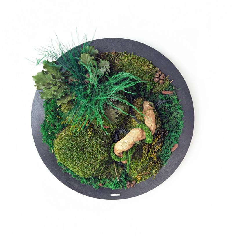 Wall nature art, with natural preserved moss and plants, Zero maintenance, long lasting, Moss Cyprus