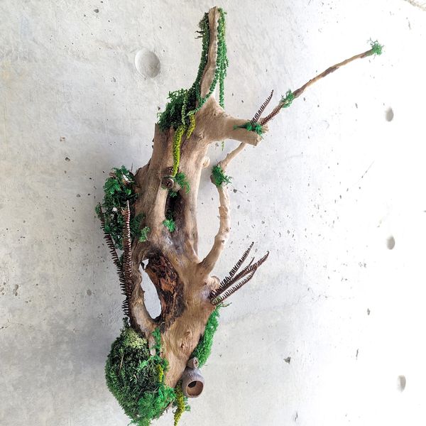 Tree branch, adorned with green moss, ferns, hanging into the wall