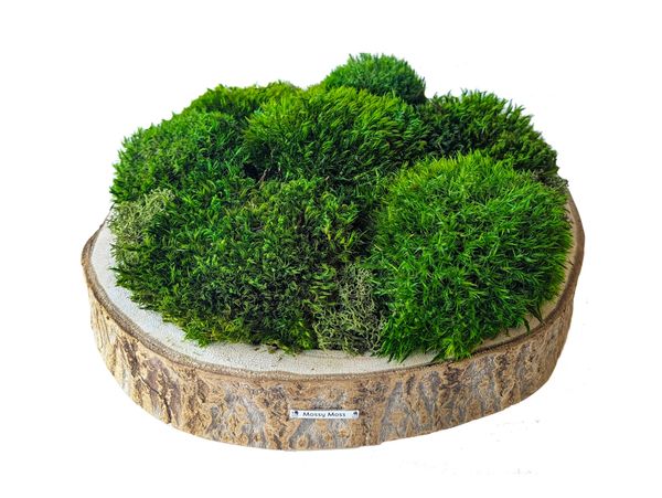 A round wooden slice with bark around holds a vibrant green clump of moss.