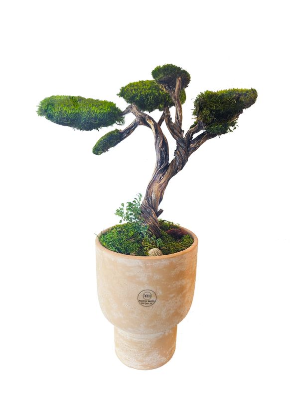 Juniper Bonsai Ceramic Terracotta pot, preserved moss ferns and natural woods home deco Moss Cyprus