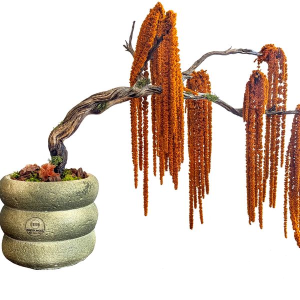 Bonsai tree, curving branch adorned preserved hanging amaranthus, creating a weeping effect.