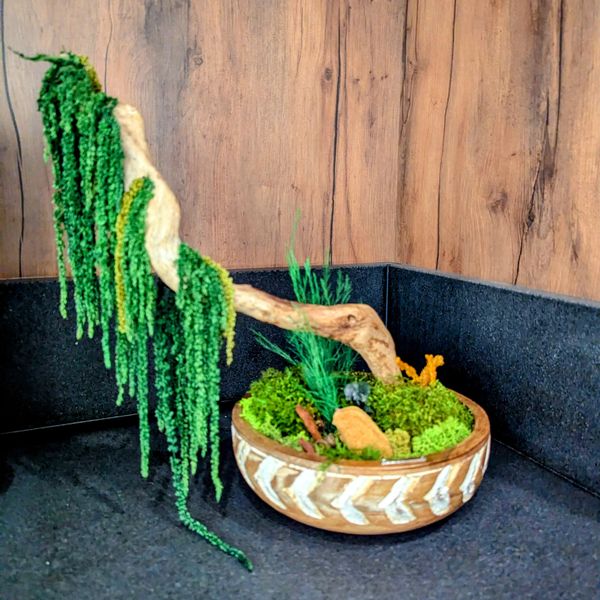 Bonsai arrangement with moss and amaranthus.