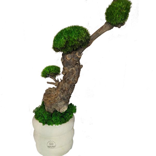 Moss bonsai with natural moss and forest wood moss cyprus