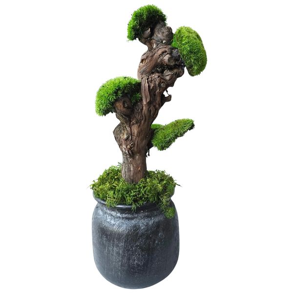 A stylized bonsai tree made of preserved moss in a dark gray pot
