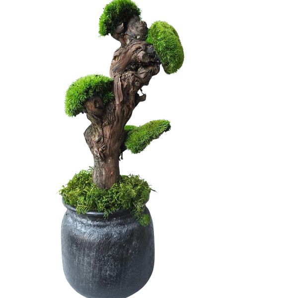 A stylized bonsai tree made of preserved moss in a dark gray pot
