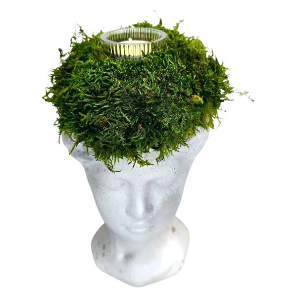 Moss home decor with natural moss cyprus