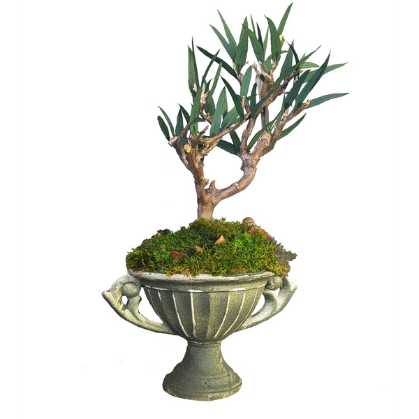 A bonsai tree with green leaves and a brown trunk sits in a gray, ornate planter filled with green m