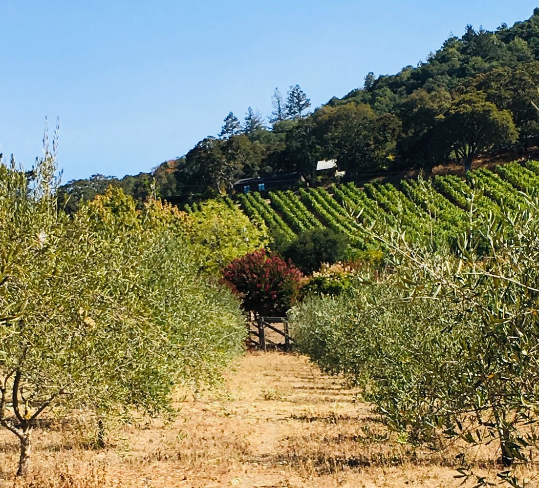 Olive orchard at Pallettoni Ranch