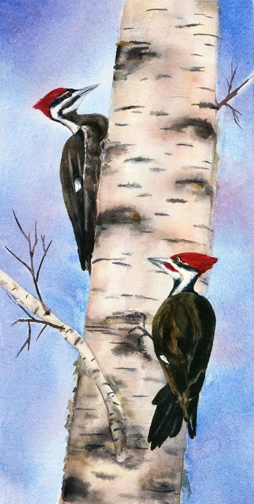 Pileated woodpeckers, watercolor painting