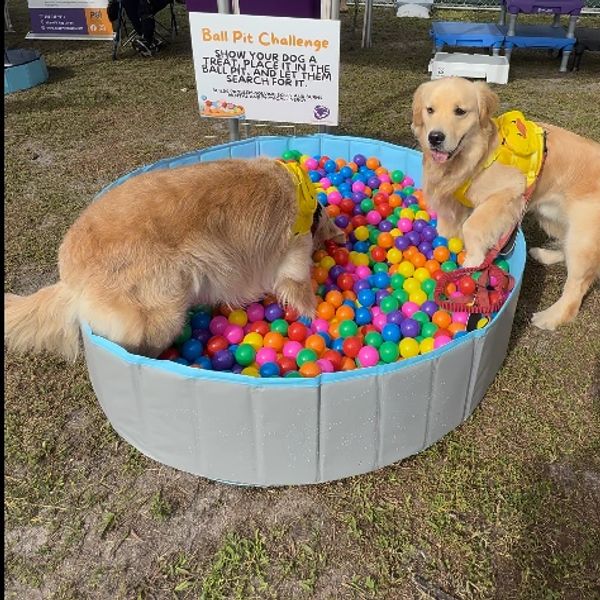 Two golden retrievers playing in a colorful ball pit at a dog challenge event.