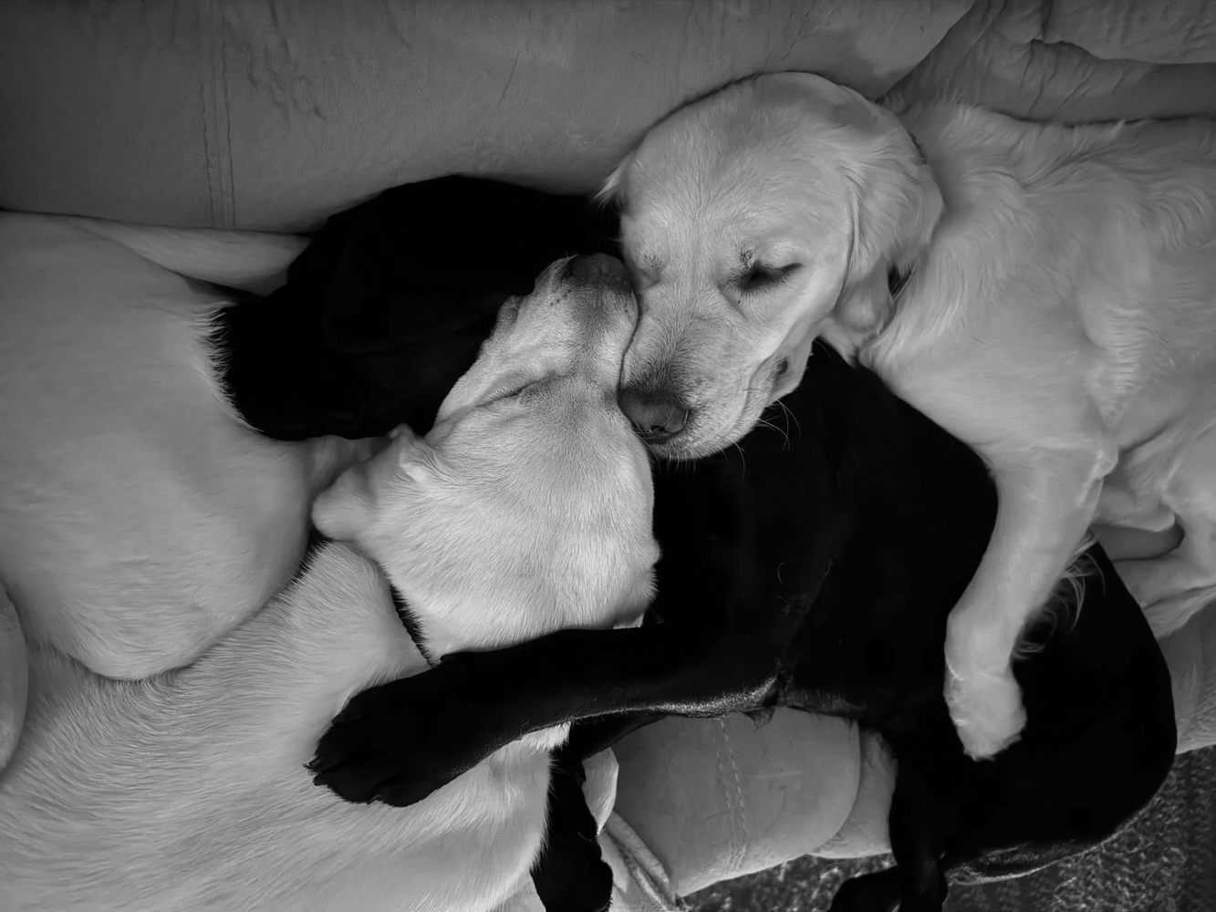 Hank, Hazel & Nia having a snuggle.