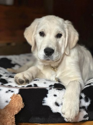 Hazel at 16 weeks after her long flight across the ocean.