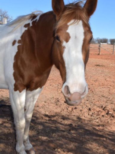 Meadow was born with us in 2007. She had been attacked by her Dam at 2 mo old. She needs a sponsor.
