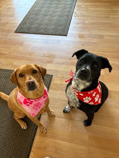 Two dogs wearing colorful bandanas sitting on a wooden floor.