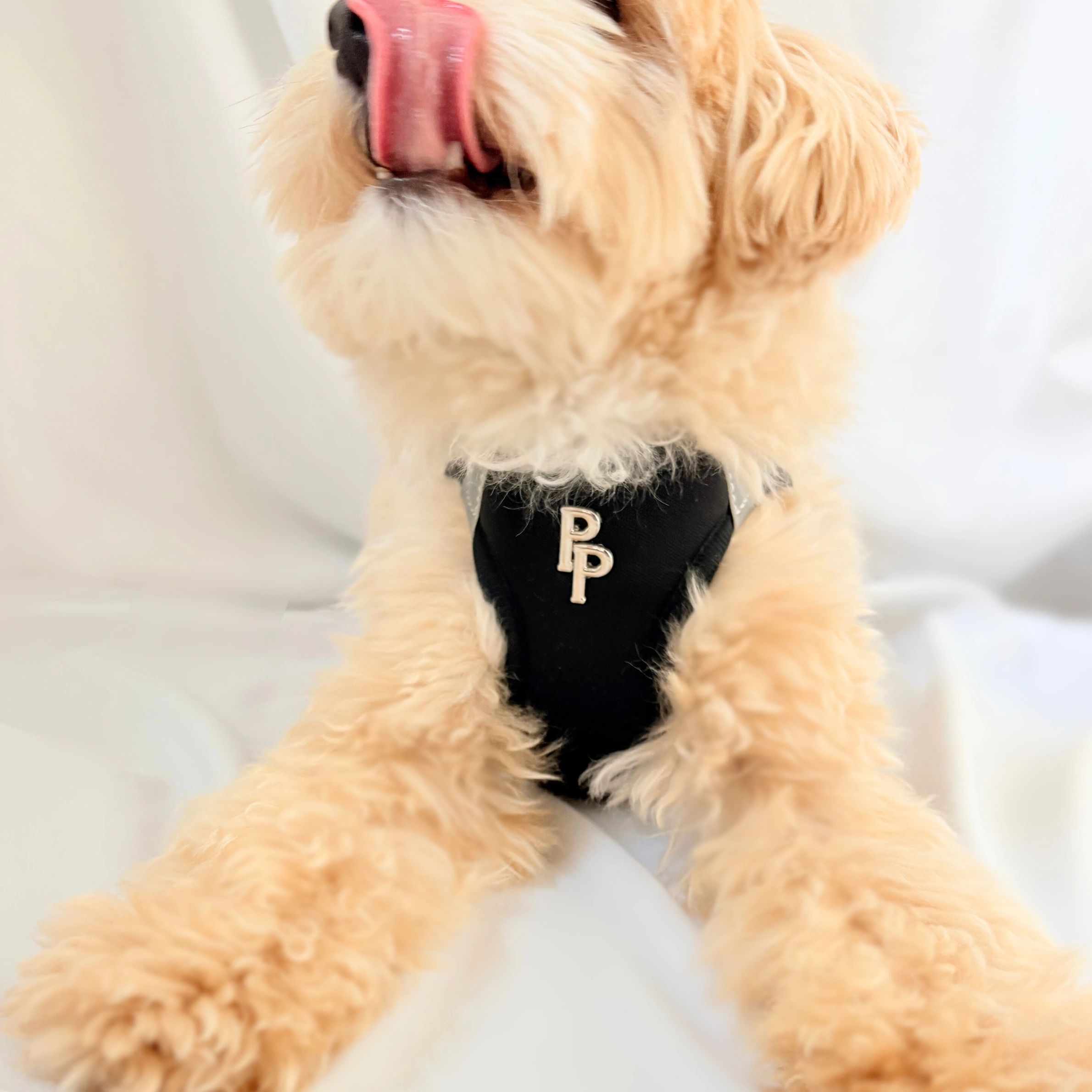 Small cream dog wearing a black minimalist harness with Petit Pooch logo