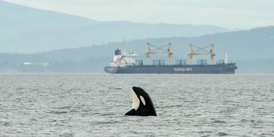 Southern Resident killer whale K43 Saturna of K Pod. Spyhop. Photo taken by Sara Hysong Shimazu.