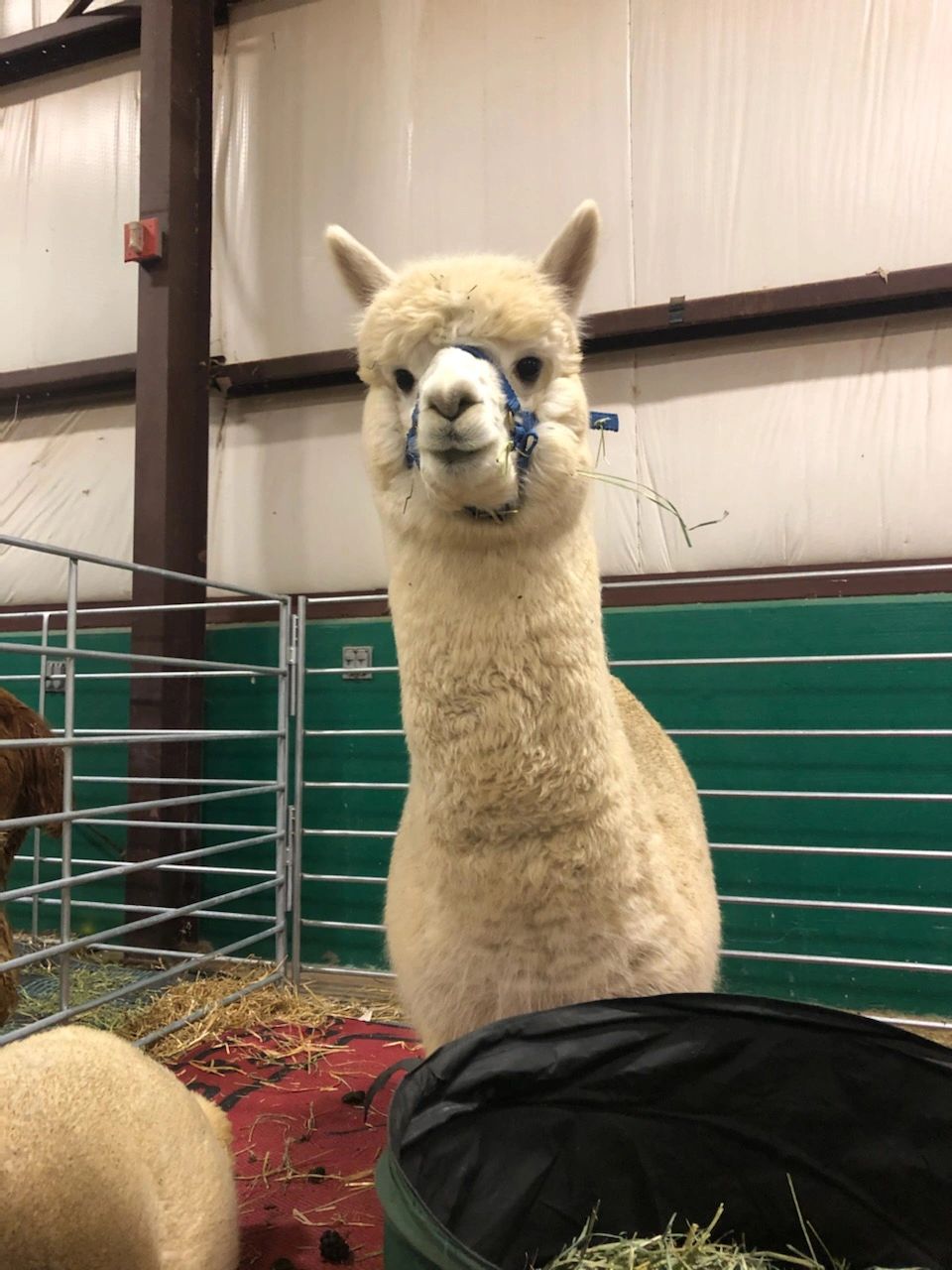 A blue band tied around the white alpaca mouth