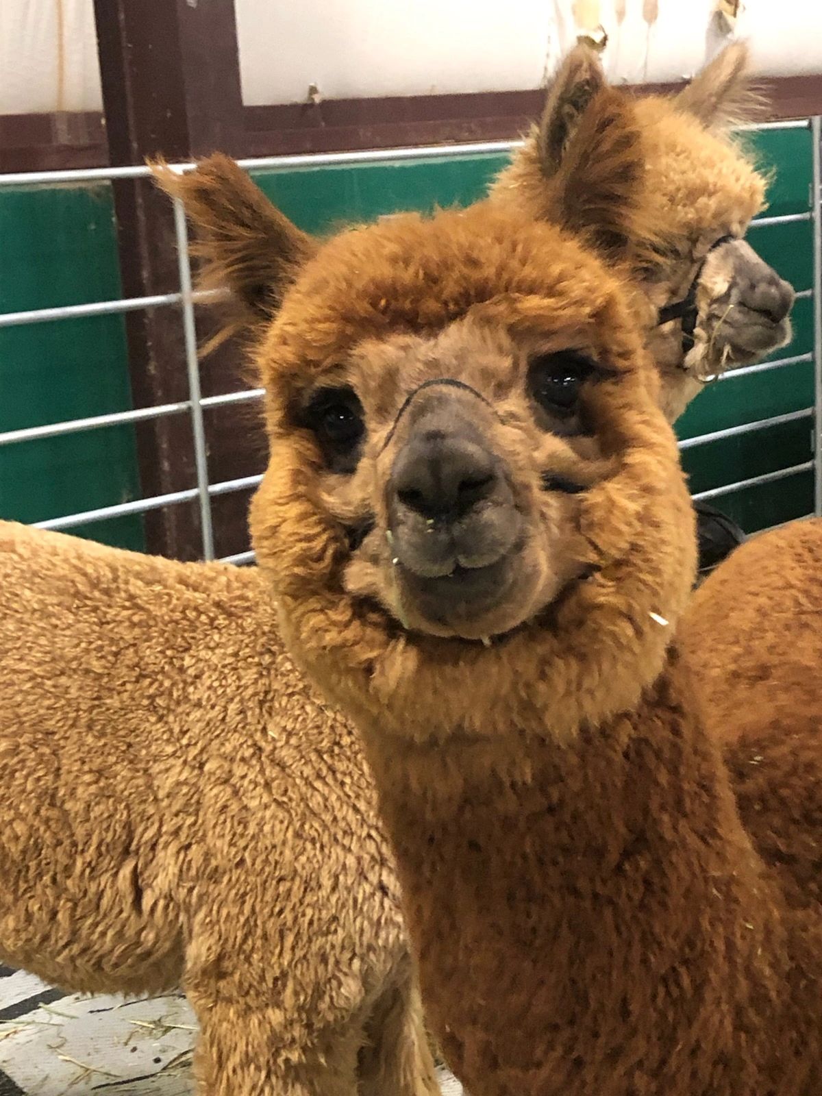 brown alpaca with its eyes wide open