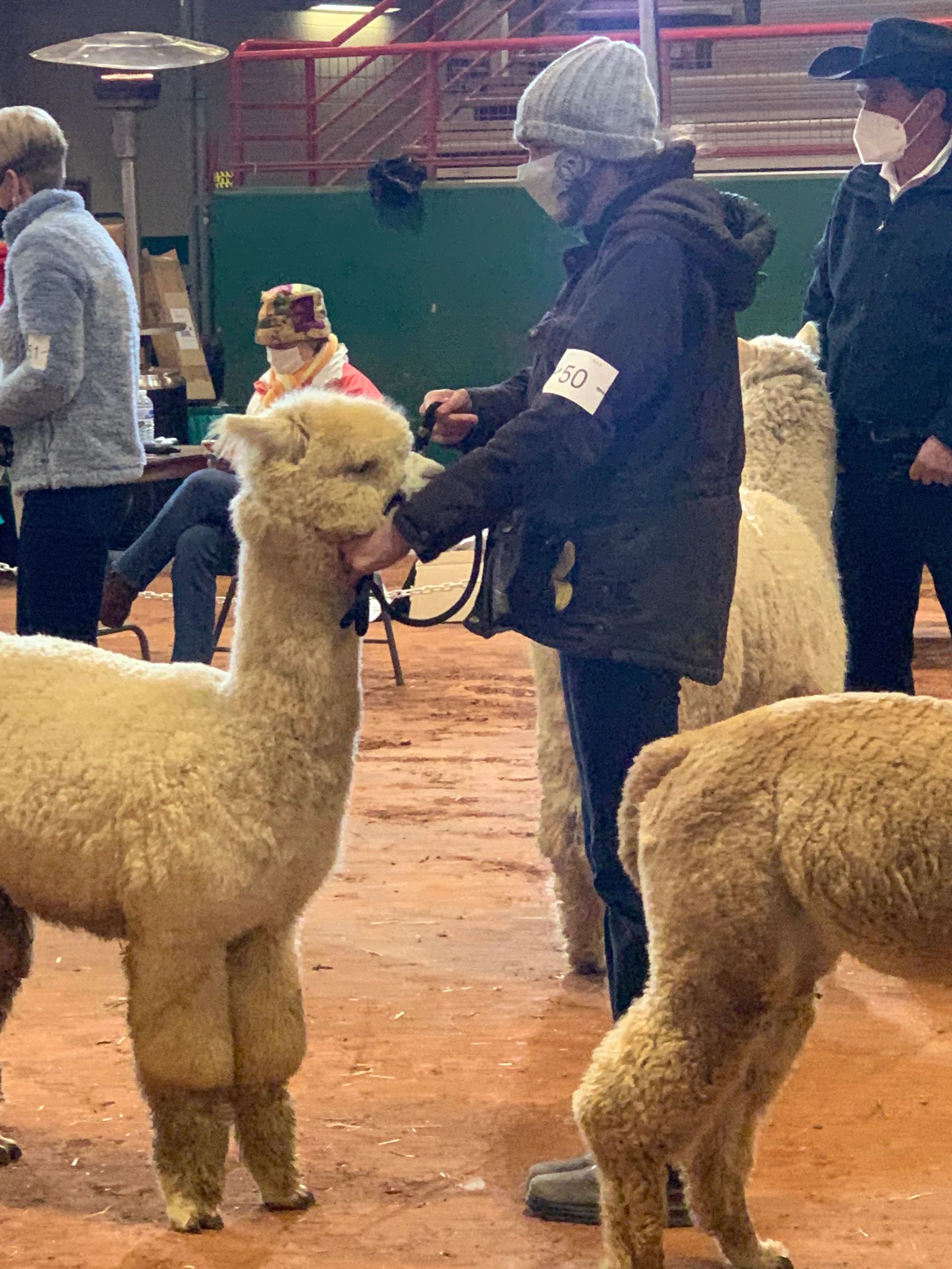 A man holding the rope of white alpaca