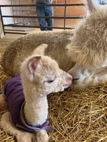 baby alpaca with its mother