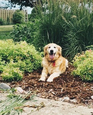 Golden Retreiver helping in the garden