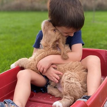 Child with a Goldendoodle puppy in a red wagon