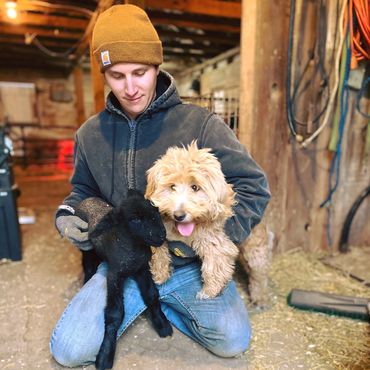 Goldendoodle and baby lamb in the barn