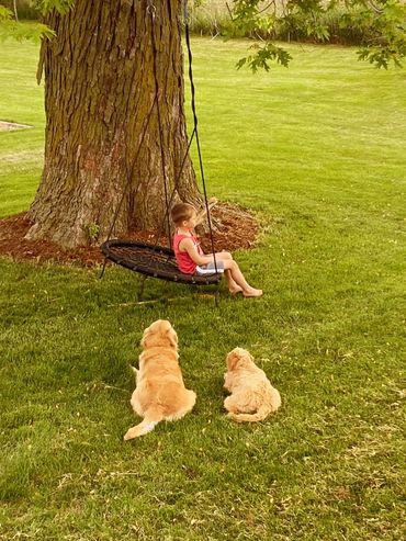 Child swinging with two dogs