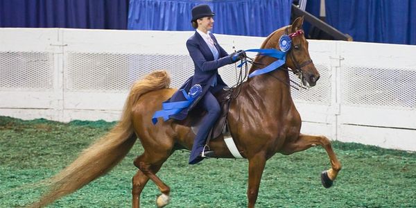 Rider taking her victory lap after winning a World's Championship.