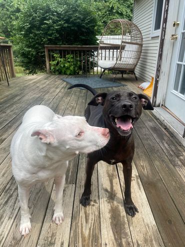 Two dogs happy to be together