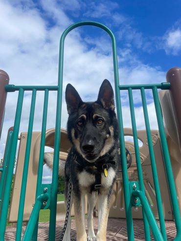 A dog smiling on the playground