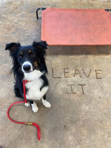 A dog sitting next to a pile of dog food that spells out "leave it"