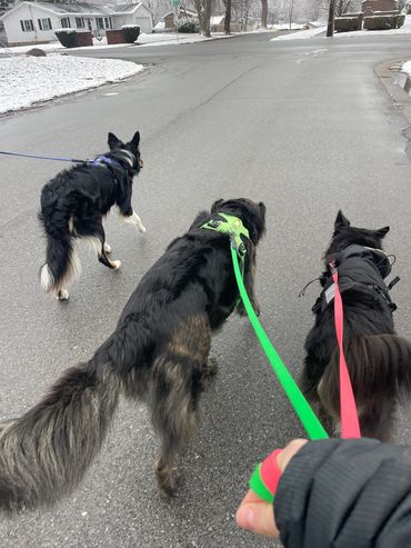 Three dogs on a walk together