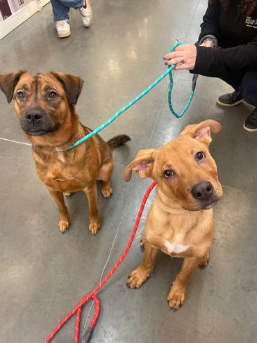 Two dogs sitting with leashes on in a store