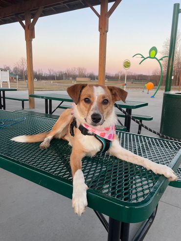 A dog relaxing on a picnic table at a park